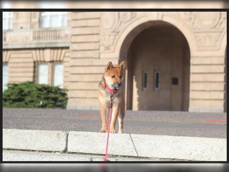 rote Shiba Inu -Rüde KENZO