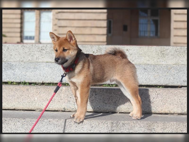 rote Shiba Inu -Rüde KENZO