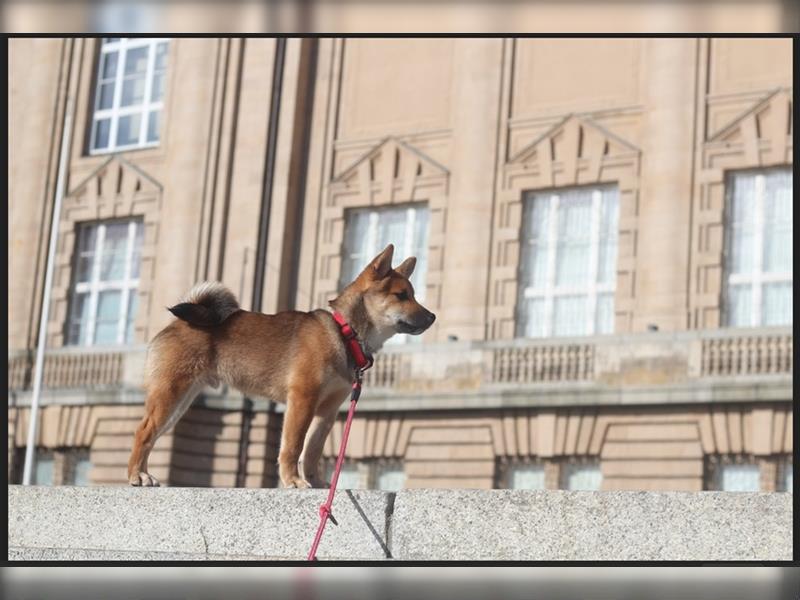 rote Shiba Inu -Rüde KENZO