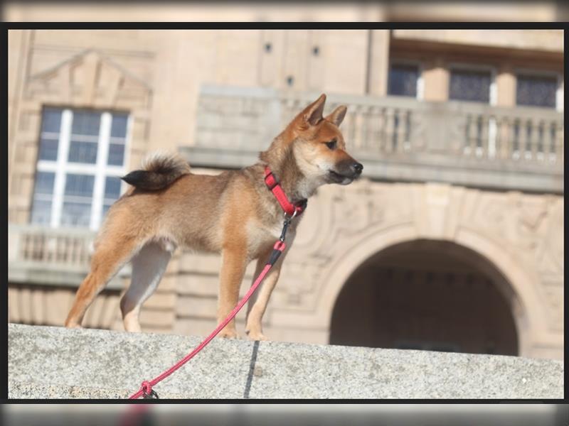 rote Shiba Inu -Rüde KENZO