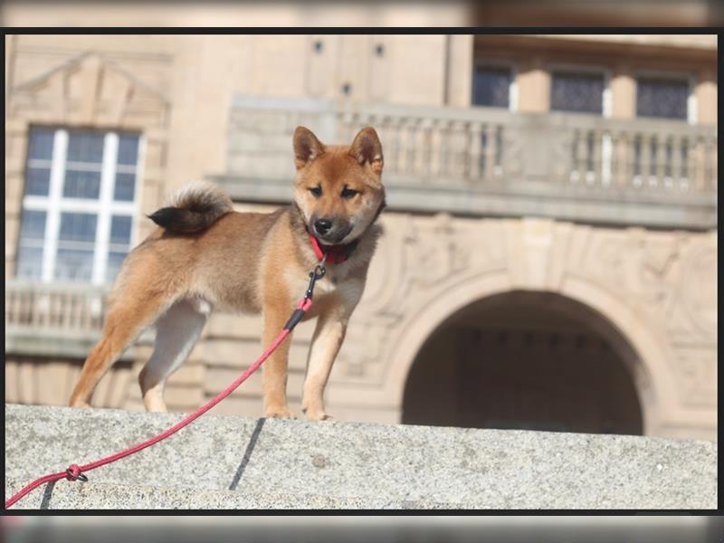 rote Shiba Inu -Rüde KENZO