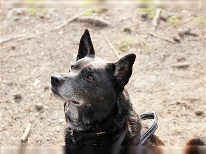Benny, Shiba Inu-Labrador-Mix, geb. 2016, Familienhund mit kl. Macken su. ländl. Zuhause