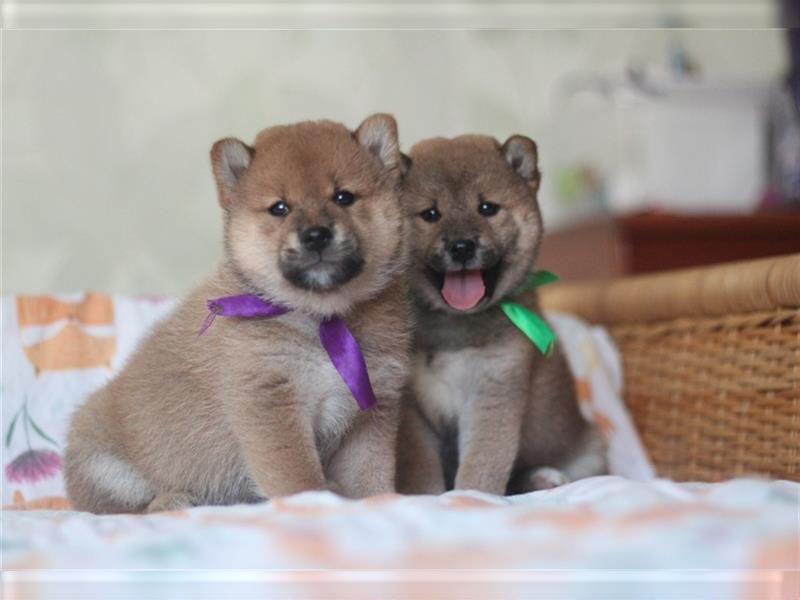 Shiba Inu Welpen