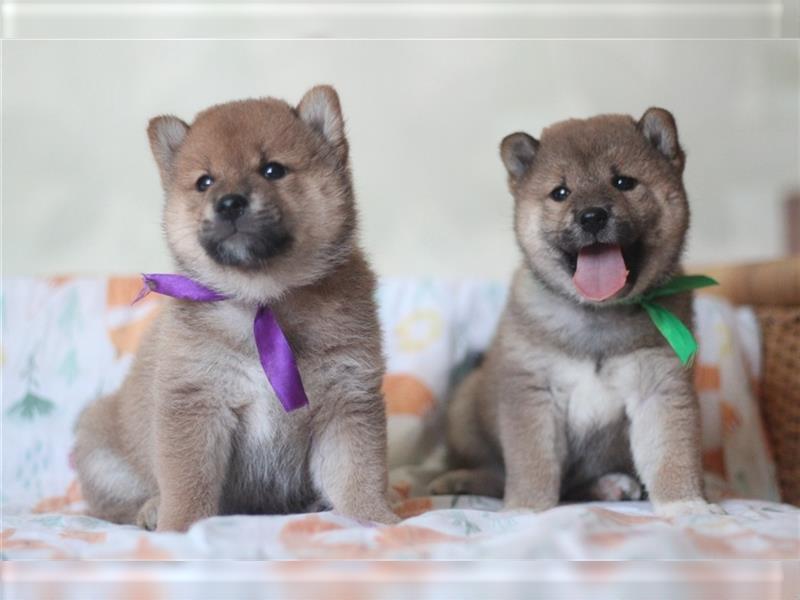 Shiba Inu Welpen