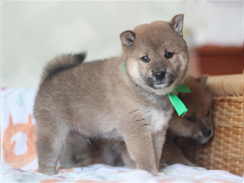 Shiba Inu Welpen