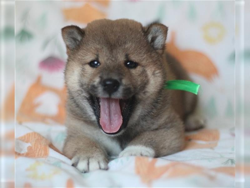 Shiba Inu Welpen