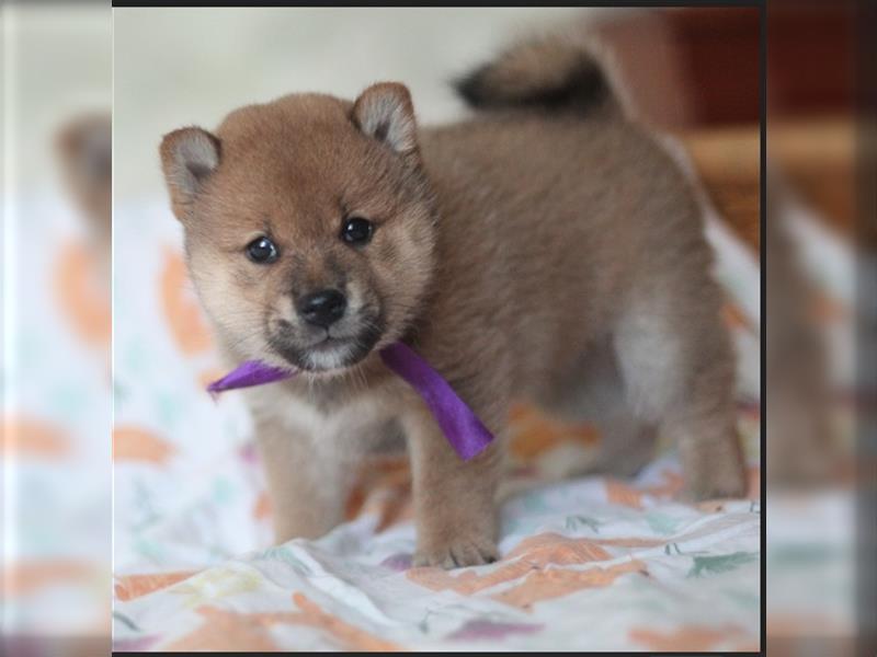 Shiba Inu Welpen