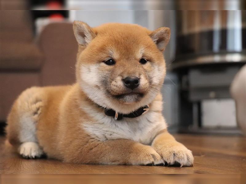 Shiba Inu Rüde in Rot sucht tolles Zuhause