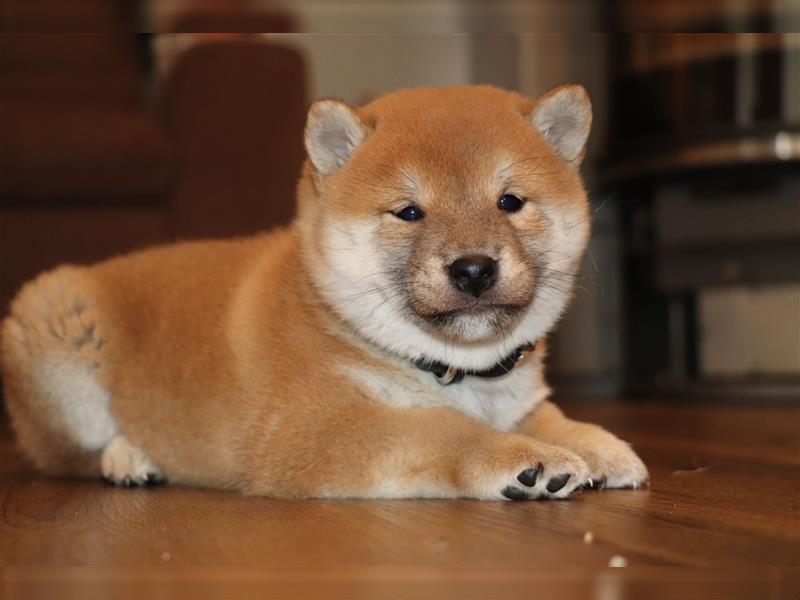 Shiba Inu Rüde in Rot sucht tolles Zuhause