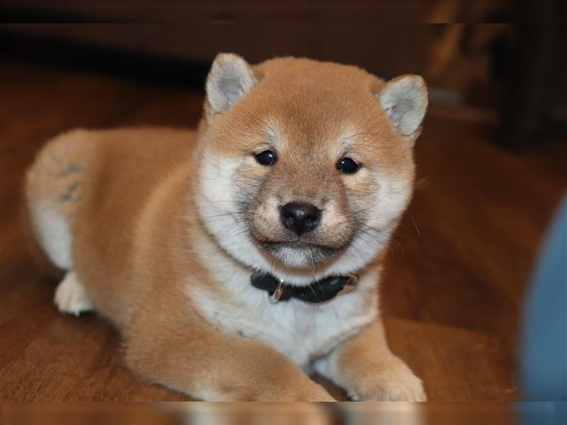 Shiba Inu Rüde in Rot sucht tolles Zuhause