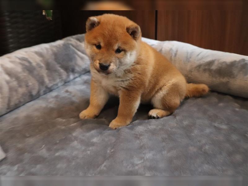 Shiba Inu Rüde in Rot sucht tolles Zuhause