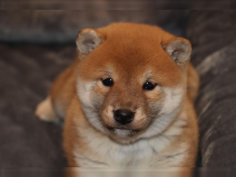 Shiba Inu Rüde in Rot sucht tolles Zuhause