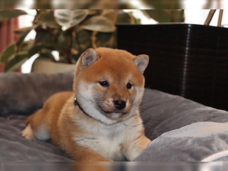 Shiba Inu Rüde in Rot sucht tolles Zuhause