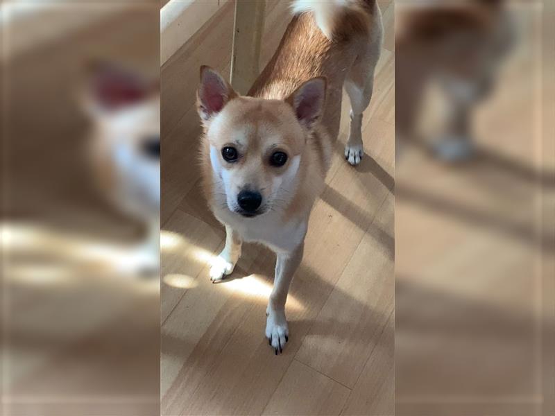 Shiba inu mischlinge