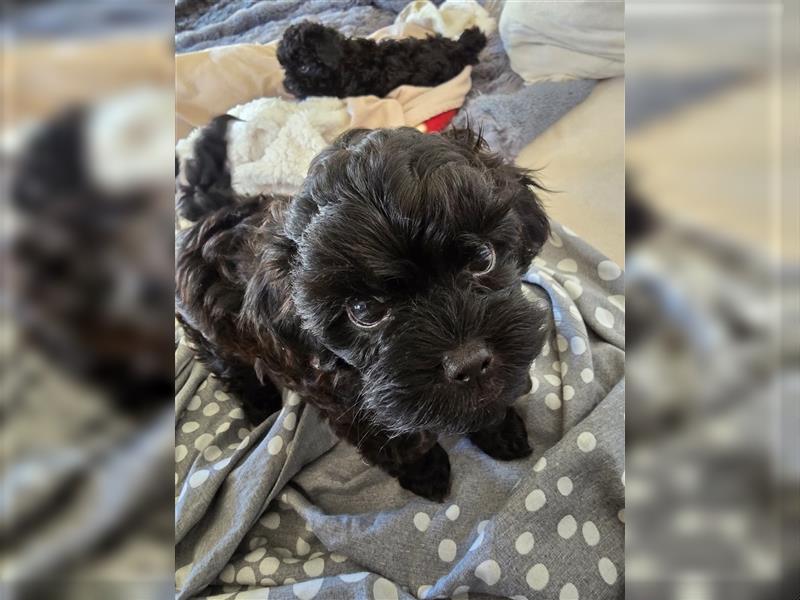 Shih Poo Rüde sucht noch ein Zuhause