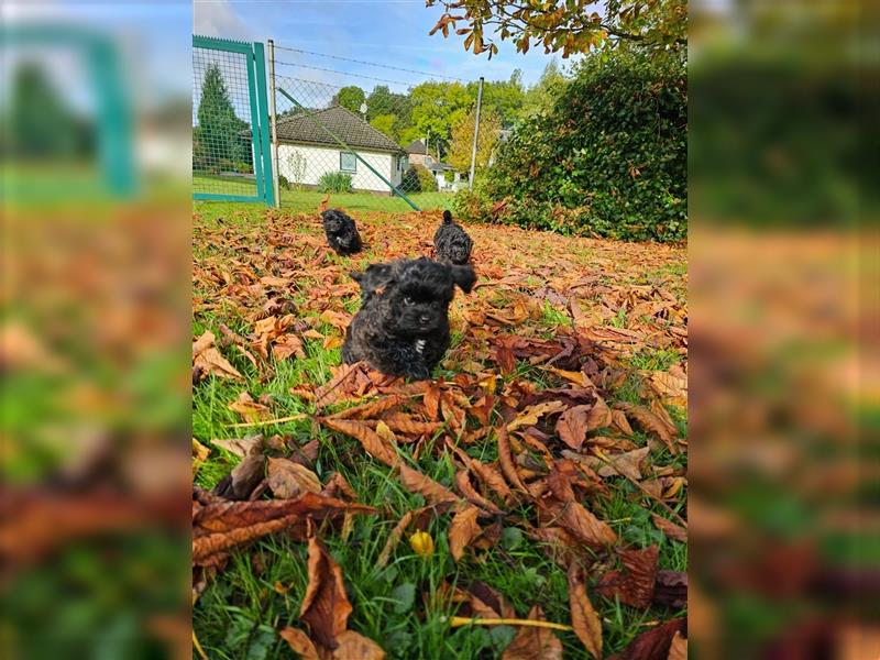 Shih Poo Rüde sucht noch ein Zuhause