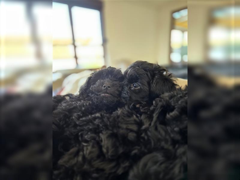 Shih Poo Rüde sucht noch ein Zuhause