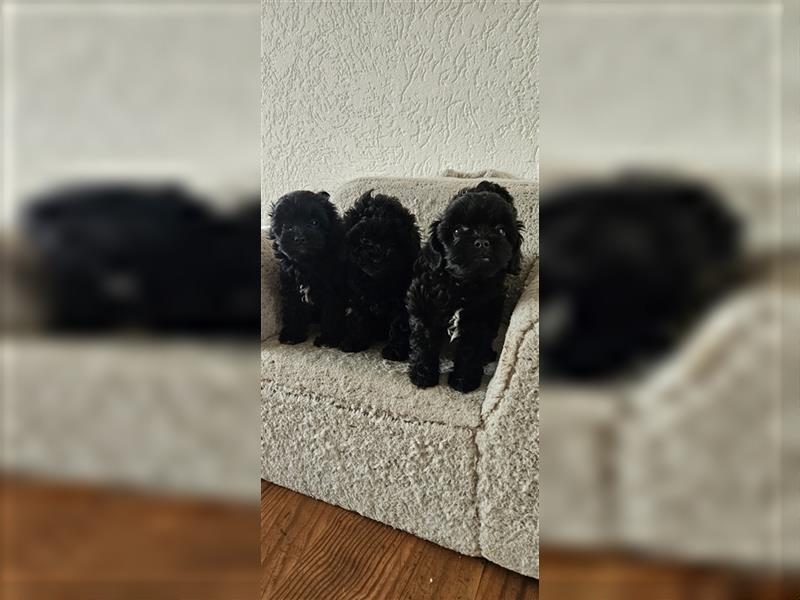 Shih Poo Rüde sucht noch ein Zuhause