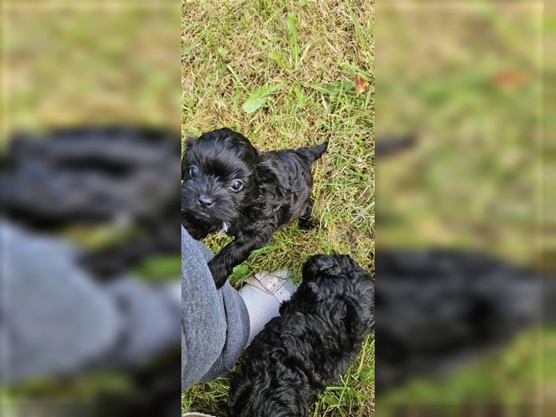 Shih Poo Rüde sucht noch ein Zuhause