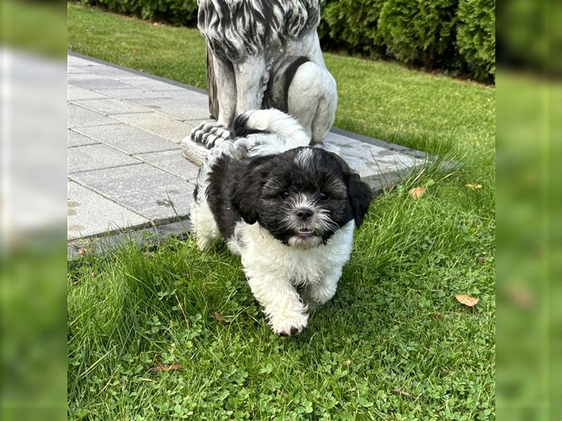 Shih-Poos (Shih Tzu-Pudel)