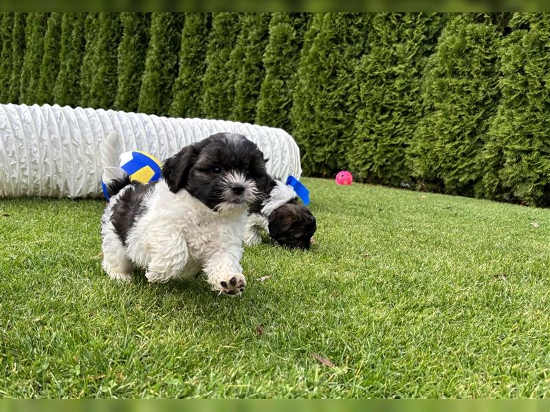 Shih-Poos (Shih Tzu-Pudel)