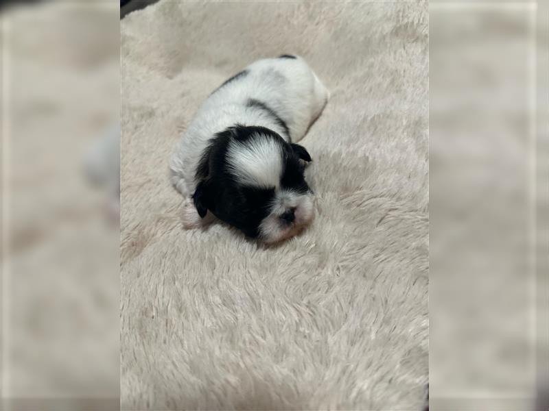 Süße Shih Tzu Welpen suchen ein neues Zuhause