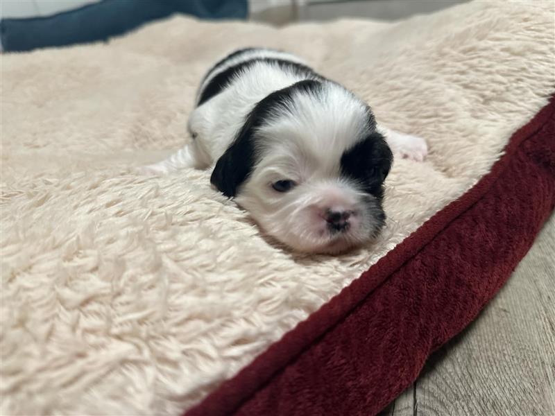 Süße Shih Tzu Welpen suchen ein neues Zuhause