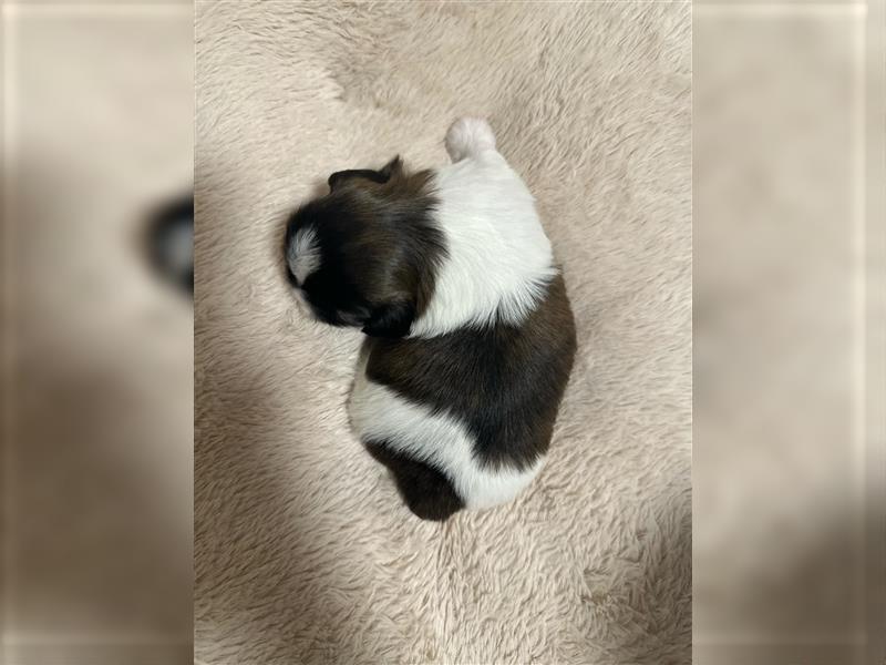 Süße Shih Tzu Welpen suchen ein neues Zuhause