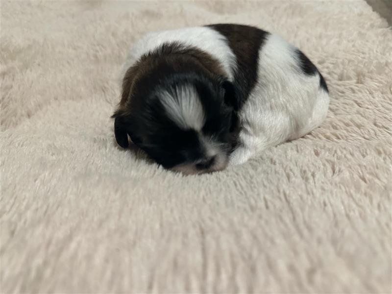 Süße Shih Tzu Welpen suchen ein neues Zuhause