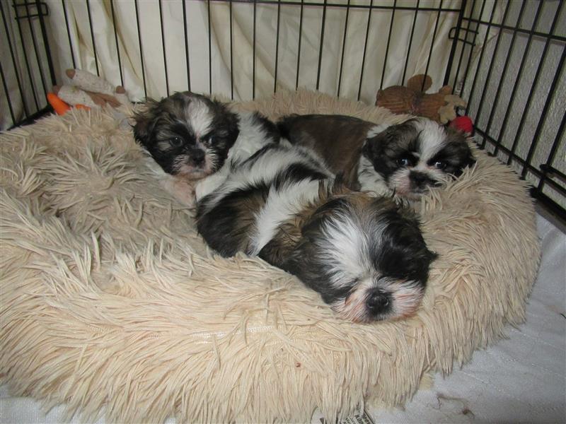 Herzensbrecher Shih Tzu abzugeben