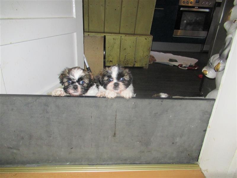 Herzensbrecher Shih Tzu abzugeben