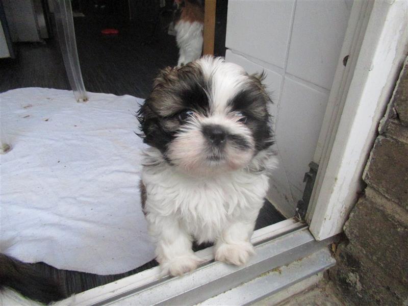 Herzensbrecher Shih Tzu abzugeben