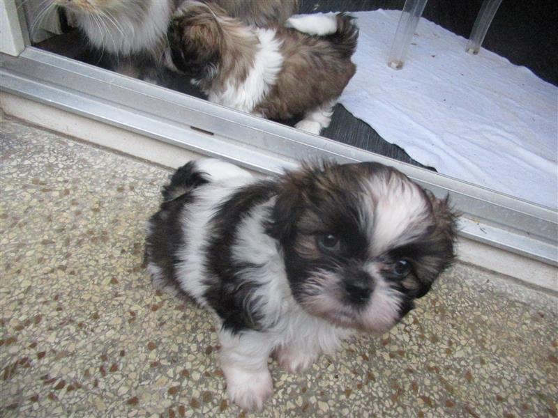 Herzensbrecher Shih Tzu abzugeben