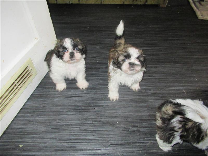 Herzensbrecher Shih Tzu abzugeben