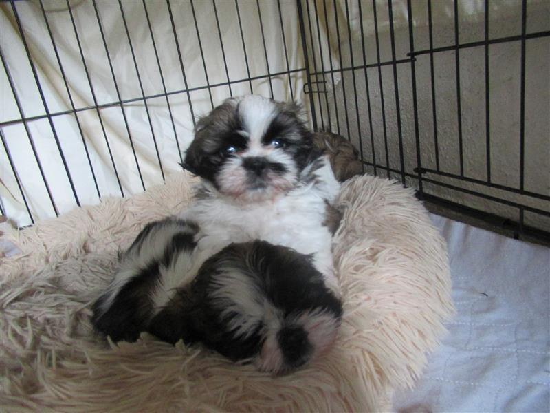 Herzensbrecher Shih Tzu abzugeben