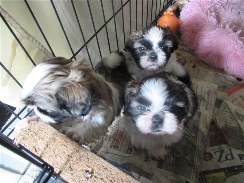 Herzensbrecher Shih Tzu abzugeben