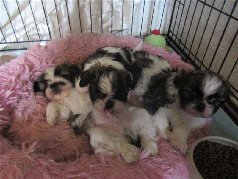 Herzensbrecher Shih Tzu abzugeben