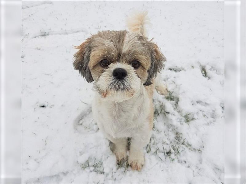 Reinrassige Shih Tzu Welpen