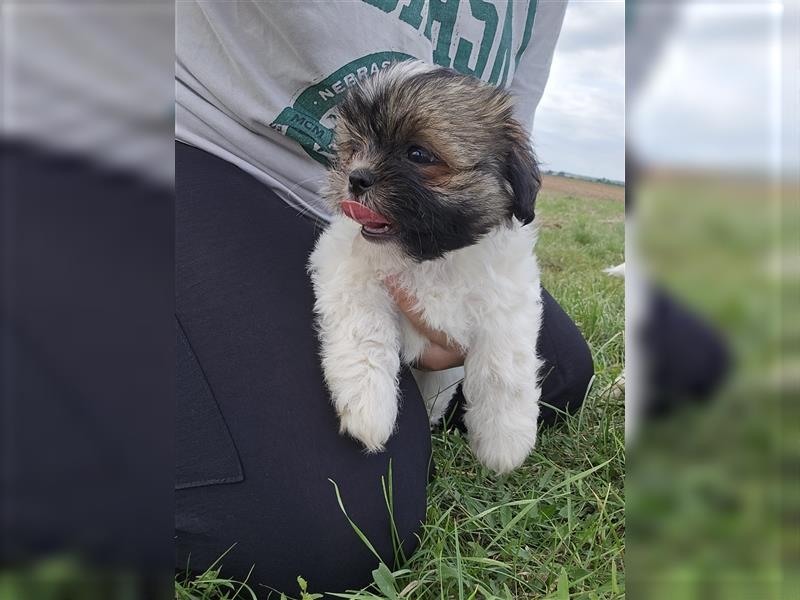 Reinrassige Shih Tzu Welpen