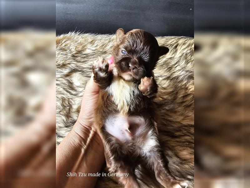 Reinrassige Shih Tzu Welpen