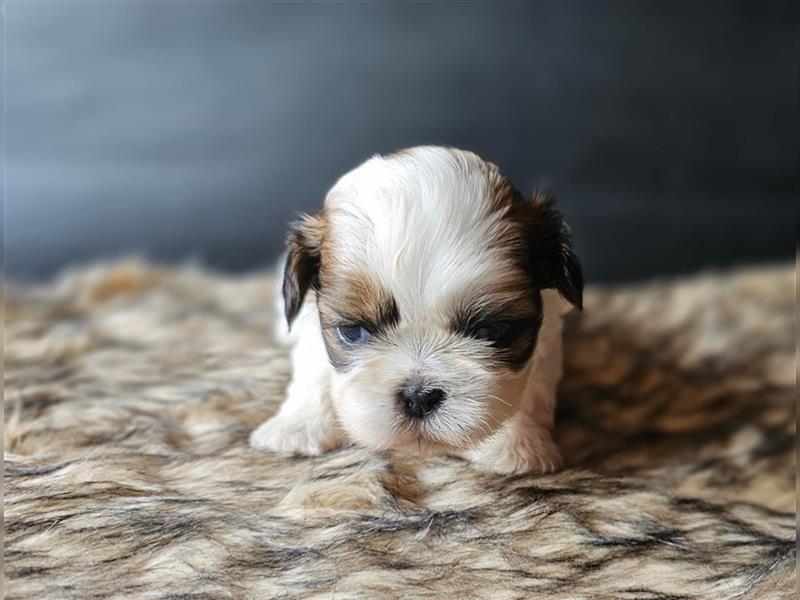 Reinrassige Shih Tzu Welpen