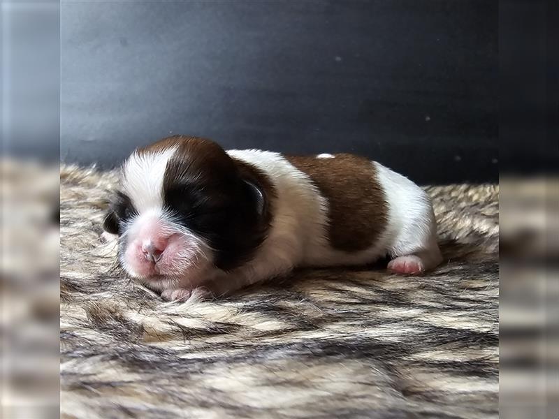 Reinrassige Shih Tzu Welpen