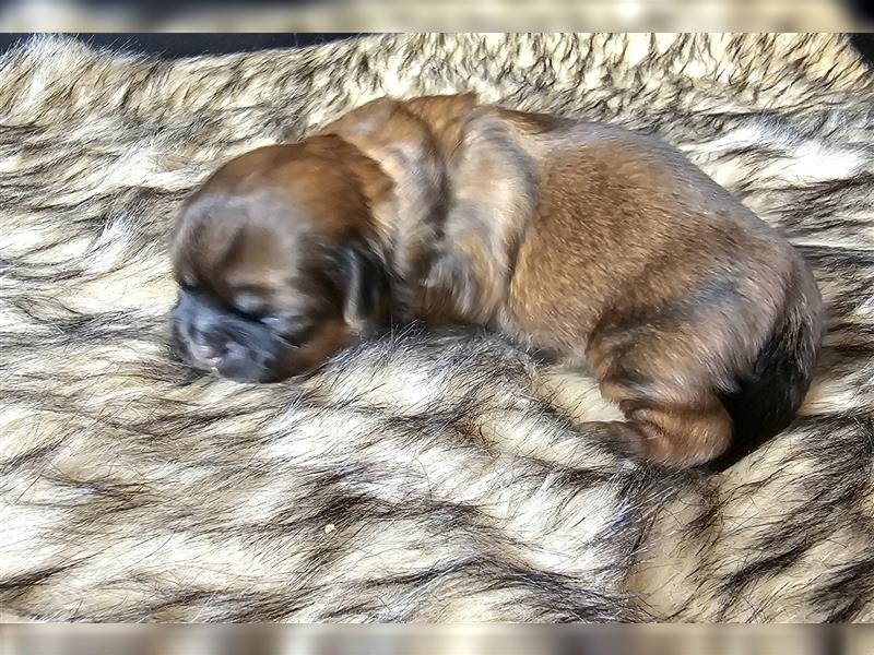 Reinrassige Shih Tzu Welpen