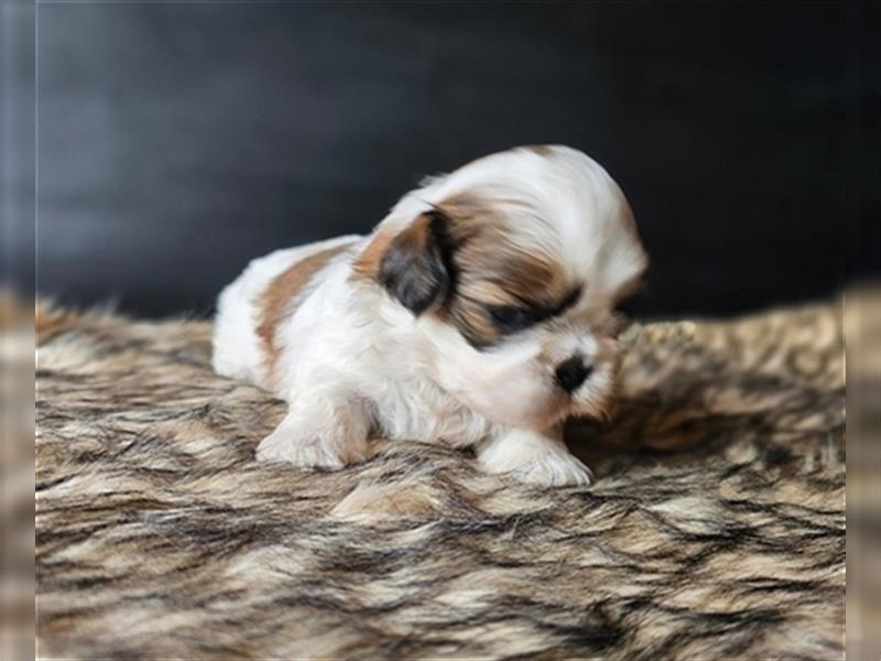 Reinrassige Shih Tzu Welpen