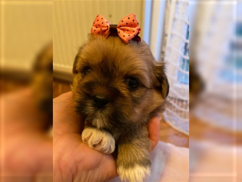 Shih Tzu Welpen suchen ihre Familie