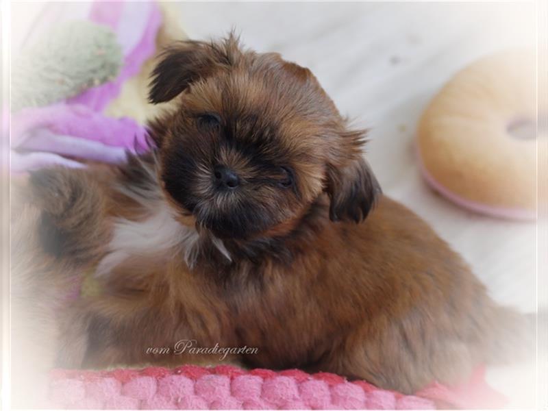 Shih Tzu Welpen aus Vereinszucht