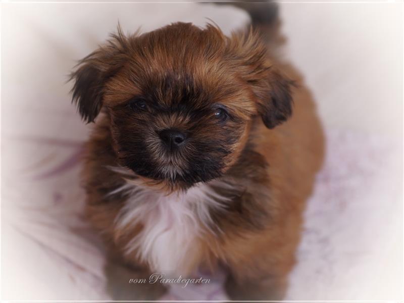 Shih Tzu Welpen, nur noch Lina