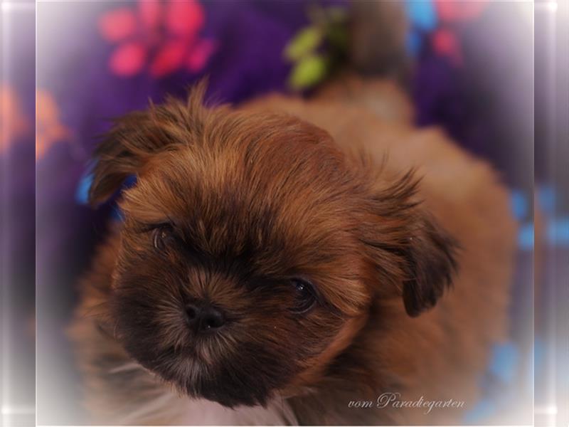 Shih Tzu Welpen, nur noch Lina