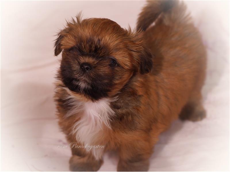 Shih Tzu Welpen, nur noch Lina