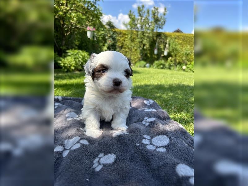 Havaneser Shih-Tzu Mix Welpen suchen ein Zuhause!